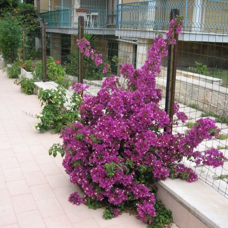 Bougainvillea sau floarea de hartie